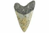 Fossil Megalodon Tooth - North Carolina #355704-1